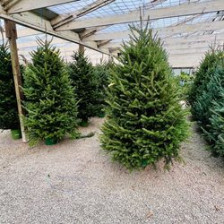 Coweta Greenhouses - Christmas Trees