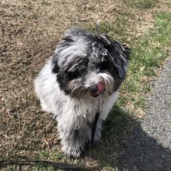Untangled Tail - Before groom