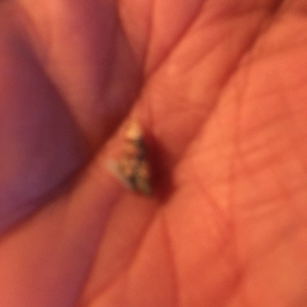 Joe's Pizza - a tiny piece of pizza in his hand - Pizza Near Me - Limoges, Ontario