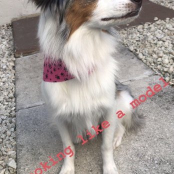 City Pooch - Gracie - Pet Groomers Near Me - Miami, Florida