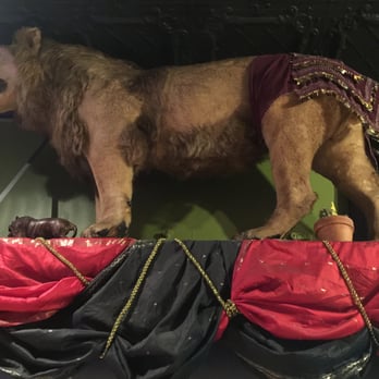 The Lion's Den Cafe - Junior the stuffed lion~ - Breakfast & Brunch Near Me - Vancouver, British Columbia