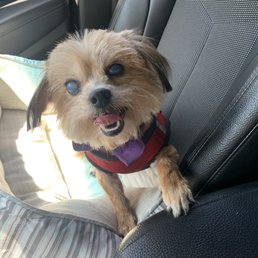 She's a happy dog after she grooming. She's a happy dog after she grooming.