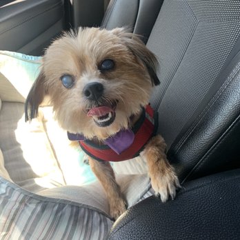 Grooming With Love - She's a happy dog after she grooming. - Pet Groomers Near Me - Bell Gardens, California Grooming With Love - She's a happy dog after she grooming. - Pet Groomers Near Me - Bell Gardens, California
