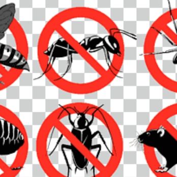 Perdomo's Termimax - Pest Control Near Me