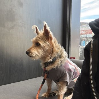 Dr. Treat - He has never been so calm at the vet! Thank you for making him feel comfortable - Veterinarians Near Me - Burlingame, California Dr. Treat - He has never been so calm at the vet! Thank you for making him feel comfortable - Veterinarians Near Me - Burlingame, California