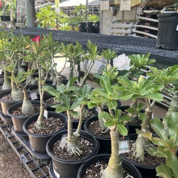 Fanick's Garden Center - Nurseries & Gardening Near Me - San Antonio, Texas