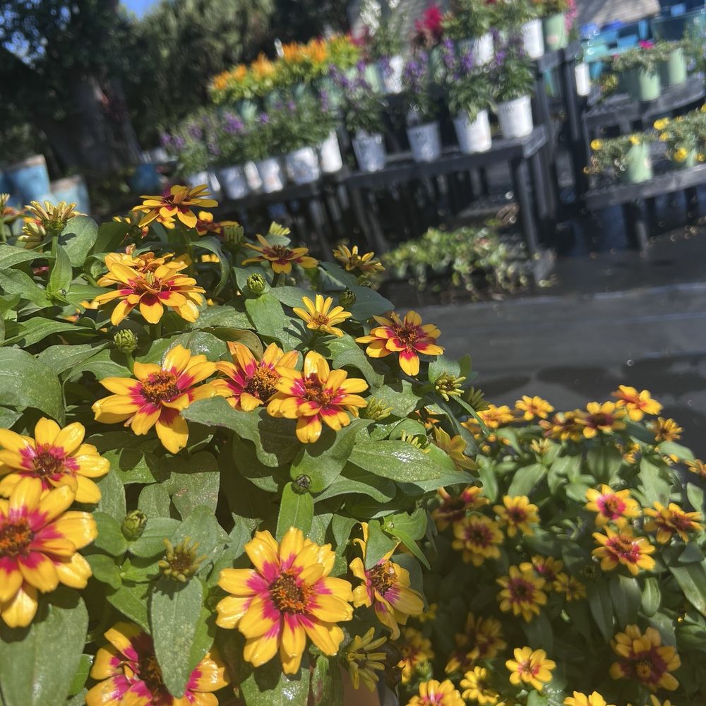 Towns' Garden Center - Nurseries & Gardening Near Me - Winter Park, Florida Towns' Garden Center - Nurseries & Gardening Near Me - Winter Park, Florida