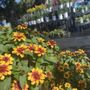 Photo of Towns' Garden Center