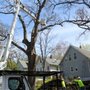 Photo of Premier Tree Service
