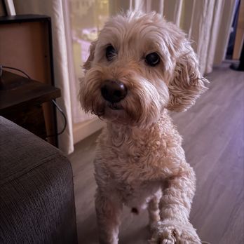 Pasadena Veterinary Urgent Care - Veterinarians Near Me - Pasadena, California
