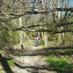 Boys in the woods