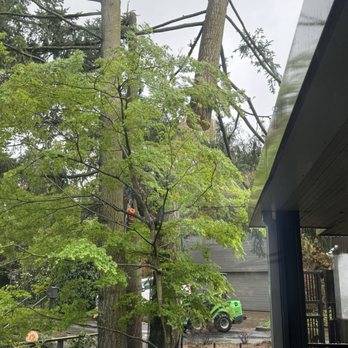 Urban Timber Tree Service - Cutting and Lifting sections of tree from top down. - Tree Services Near Me