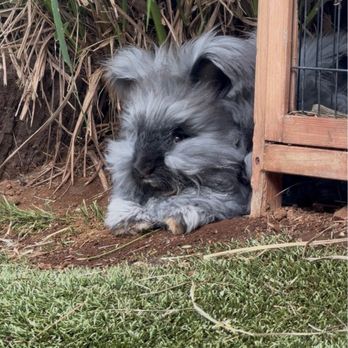 Maui Alpaca - Angora bunny - Attraction Farms Near Me - Makawao, Hawaii