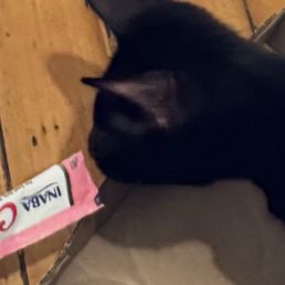 Cat eating Cat eating