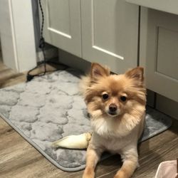 Posh Pups Grooming Salon - Pomeranian