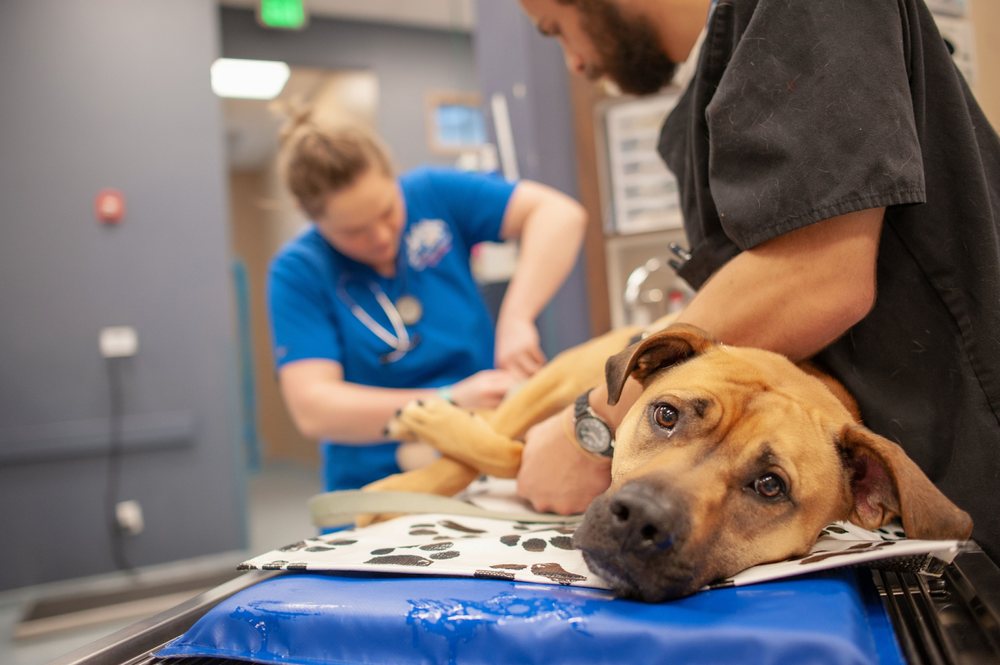 VETERINARY SPECIALISTS OF THE ROCKIES Updated September 2024 66