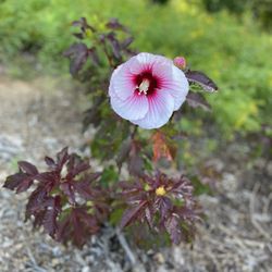 Arborcrest Gardens