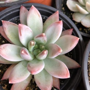 Lake Mathews General Store - a variety of succulents - Convenience Stores Near Me - Perris, California