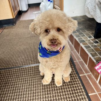 Pampered Paws - They gave her a bandana she looks so cute - Pet Groomers Near Me - Denver, Colorado Pampered Paws - They gave her a bandana she looks so cute - Pet Groomers Near Me - Denver, Colorado