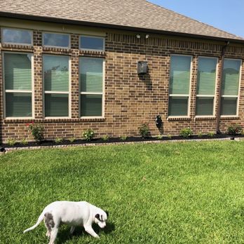 Alvarado Landscaping - My roses look bigger now and so beautiful when looking out the window. Love their work and how it turned out! - Tree Services Near Me Alvarado Landscaping - My roses look bigger now and so beautiful when looking out the window. Love their work and how it turned out! - Tree Services Near Me