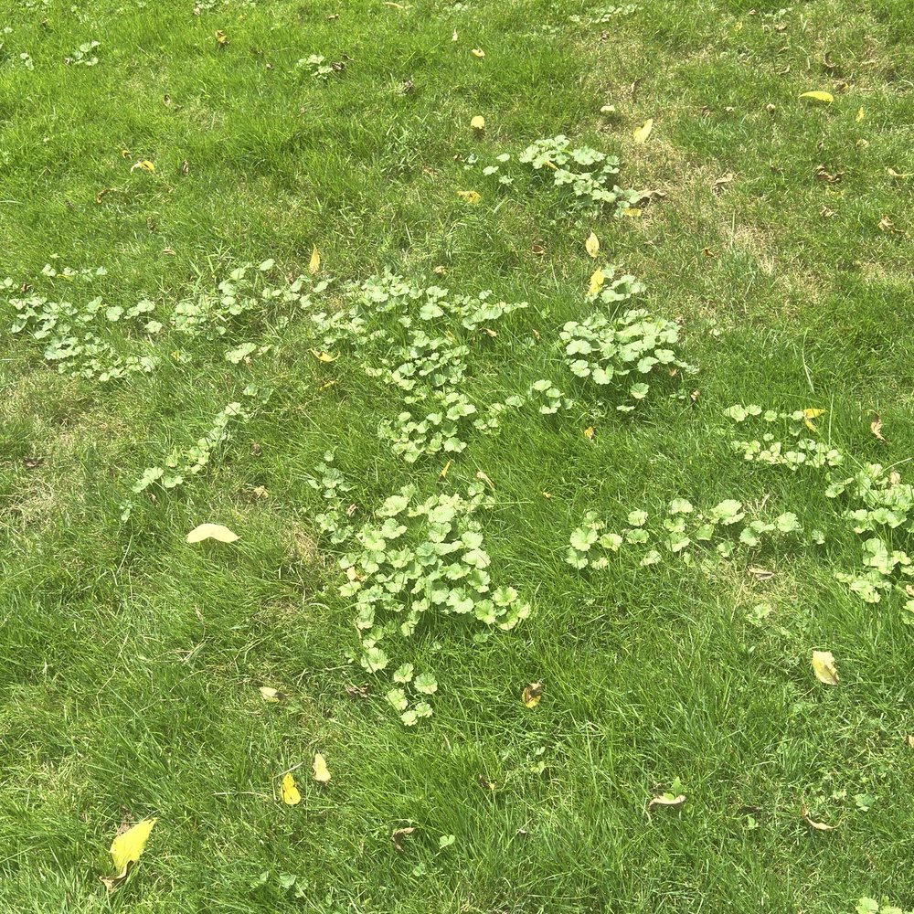 Advanced Quality Lawn - Pictures don't lie - Tree Services Near Me - Richfield, Ohio