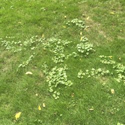 Advanced Quality Lawn - Pictures don't lie