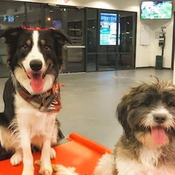 Barx Parx - Pet Training Near Me - Las Vegas, Nevada
