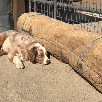 Smoke Tree Stables - Stable dog napping. - Horseback Riding Near Me - Palm Springs, California