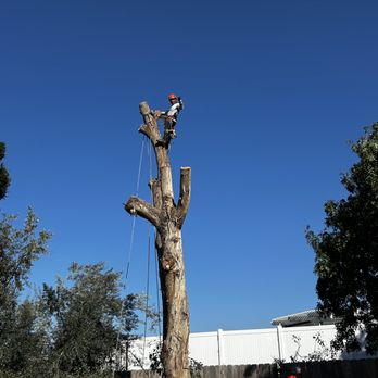 Pedro’s Tree Service - Tree Services Near Me Pedro’s Tree Service - Tree Services Near Me