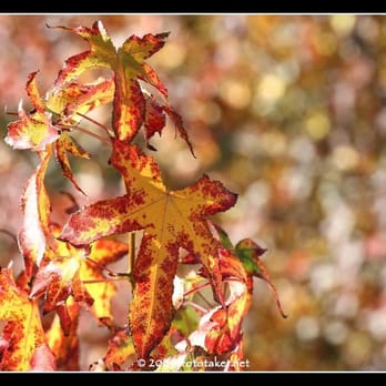 Blue Rock Springs Park - leaves are NoW colorful!!! - Parks Near Me - Vallejo, California Blue Rock Springs Park - leaves are NoW colorful!!! - Parks Near Me - Vallejo, California