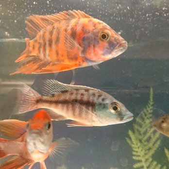 Concord Aquarium - These are some of the best available in the bay area as far as I've seen. This Venustus, Red Empress and OB are now in my show tank. - Local Fish Stores Near Me - Concord, California