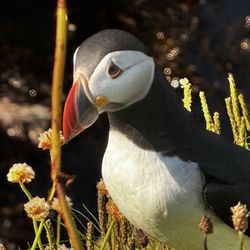 Westraak Tour Guides - Puffins