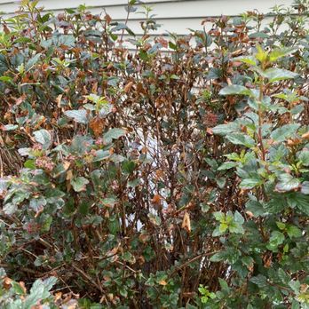 Pristine Clean - Damage to bushes. - Pressure Washers Near Me - Berea, Ohio