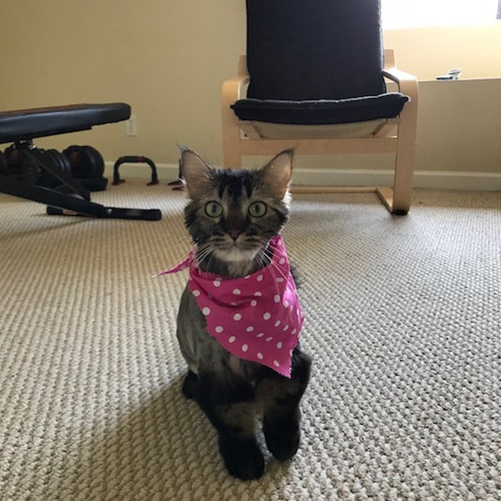 Cali Pets - She's a main coon that had really long hair before her haircut, now she's ready for summer :D - Pet Groomers Near Me