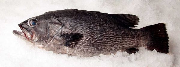 Osler Fish Market by null