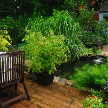 Clarke Koi Ponds - late last summer - General Contractors Near Me - Toronto, Ontario Clarke Koi Ponds - late last summer - General Contractors Near Me - Toronto, Ontario