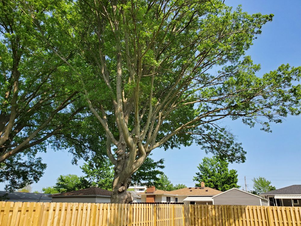 The Solution Tree Service - tree service in Parma Heights, OH