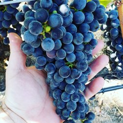 Napa Luxury Coach - Napa Grapes