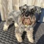 Happy Tails STL