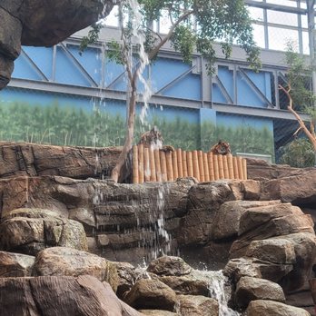 Downtown Aquarium - Oooo tigers! - Museums Near Me - Denver, Colorado Downtown Aquarium - Oooo tigers! - Museums Near Me - Denver, Colorado