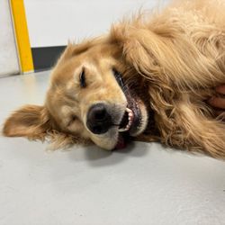 Airdrie Puppy Pals - Boarding available exclusively for our daycare dogs--your pup's home away from home, with familiar friends and care!