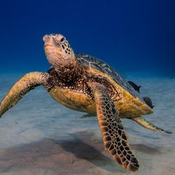 Oahu Dive Guide