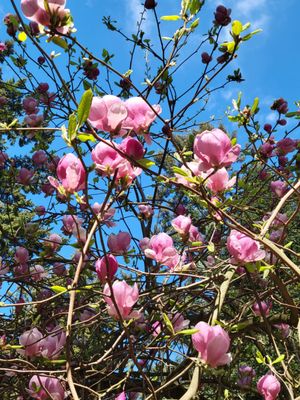 Laurelhurst Park by null