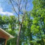 Photo of J & J Professional Tree Service