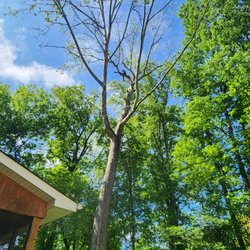J & J Professional Tree Service - Large Sycamore Removal-West Knoxville Tennessee