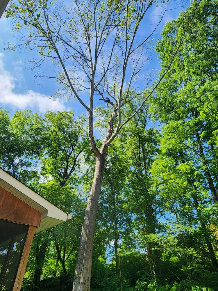 J & J Professional Tree Service - tree service in Knoxville, TN