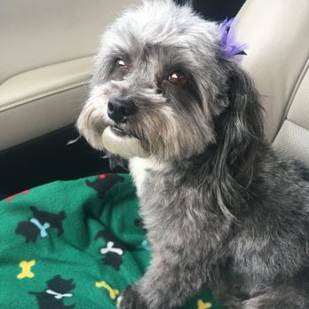 Modern Pooch - Haircut - Pet Groomers Near Me - South El Monte, California Modern Pooch - Haircut - Pet Groomers Near Me - South El Monte, California