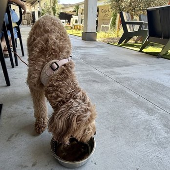 Fieldwork - Water bowl for pup - Breweries Near Me - Santa Rosa, California