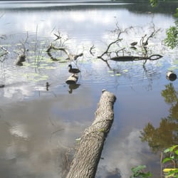 Caputher See - Einige Stockenten