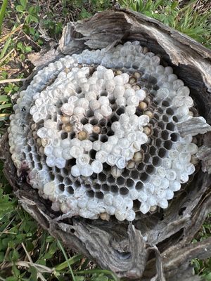 Urban Crawl Pest Solutions